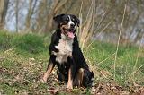 BOUVIER D'APPENZELL 033